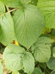 Phyllocoptes gracilis