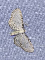 Eupithecia cretaceata