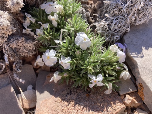 Beaver Rim Phlox (Phlox pungens)