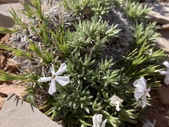 Phlox pungens