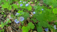Veronica chamaedrys