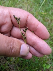 Juncus squarrosus