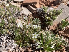 Sabulina nuttallii