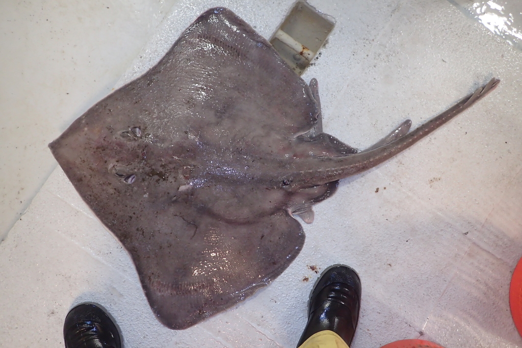 Spinetail Ray
