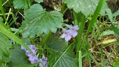 Glechoma hederacea
