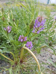 Astragalus laxmannii robustior