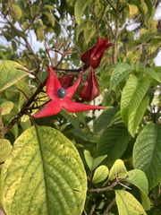 Clerodendrum minahassae