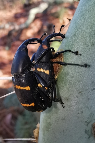 Cactus Weevil