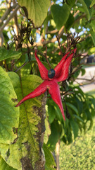 Clerodendrum minahassae
