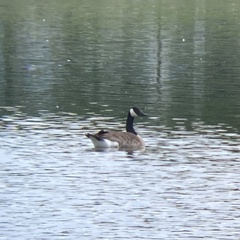 Branta canadensis