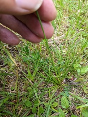Juncus squarrosus