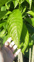 Clerodendrum minahassae