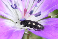 Acmaeodera bipunctata