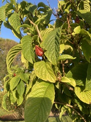 Clerodendrum minahassae