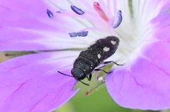 Acmaeodera bipunctata