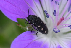 Acmaeodera bipunctata