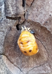 Harmonia axyridis