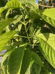 Clerodendrum minahassae
