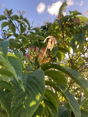 Clerodendrum minahassae