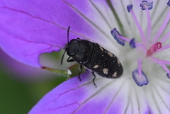 Acmaeodera bipunctata