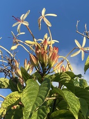 Clerodendrum minahassae