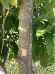 Clerodendrum minahassae