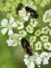 Anaspis fasciata