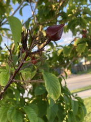 Clerodendrum minahassae