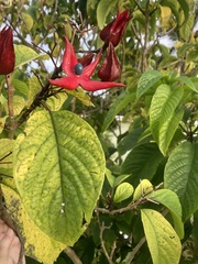 Clerodendrum minahassae