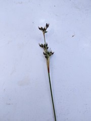 Juncus squarrosus