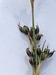 Juncus squarrosus