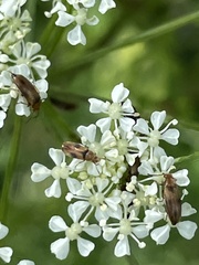 Anaspis maculata