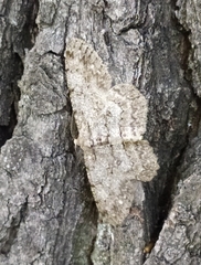 Hypomecis punctinalis