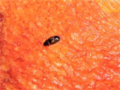 Carpophilus hemipterus