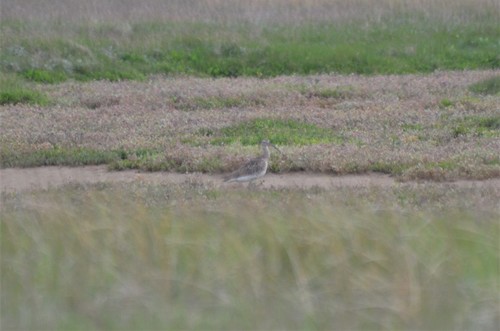 Eurasian Whimbrel, Nationaal Park Duinen van Texel, Niederlande, photo 7 of 10