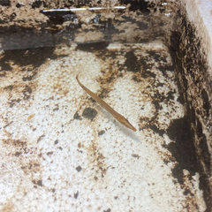 Lepisosteus osseus