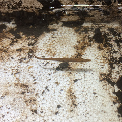 Lepisosteus osseus
