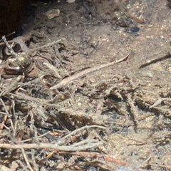 Lepisosteus osseus