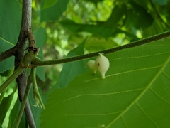 Phylloxera caryaegummosa
