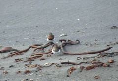 Charadrius modestus