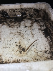 Lepisosteus osseus