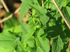 Campanula rapunculoides