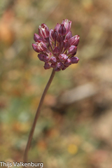 Allium pruinatum