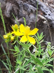 Hypericum elegans