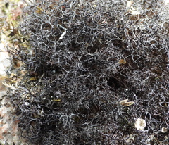 Cetraria muricata