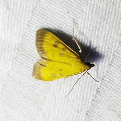 Mecyna trinalis