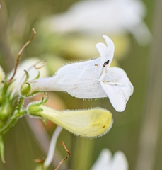 Penstemon tubaeflorus