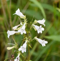 Penstemon tubaeflorus
