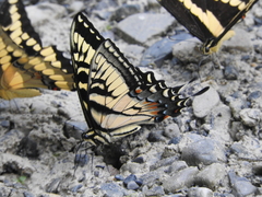 Papilio alexiares garcia