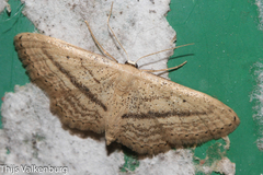 Idaea mediaria